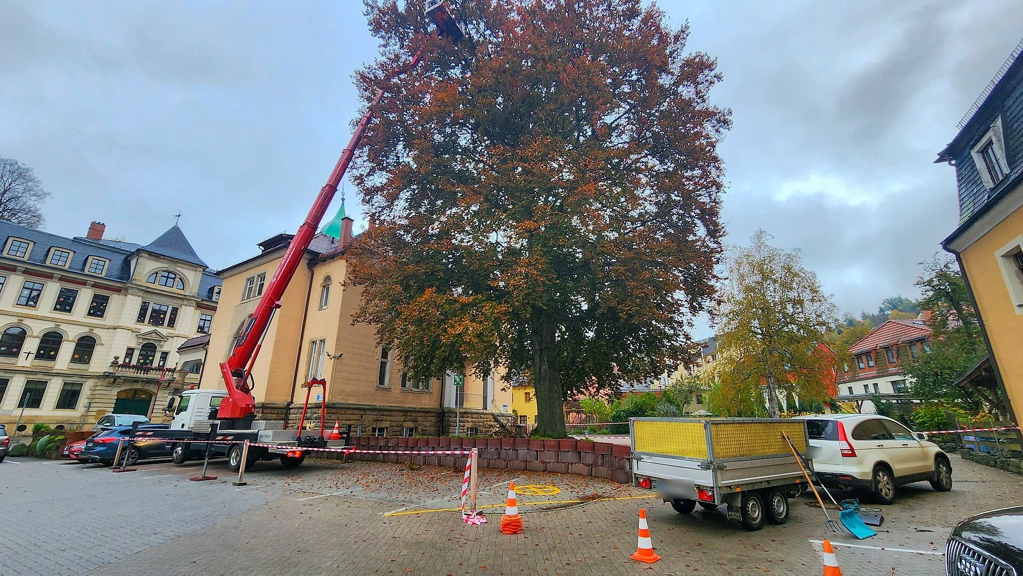 Hubsteiger an einer großen Blutbuche bei der Kronenpflege