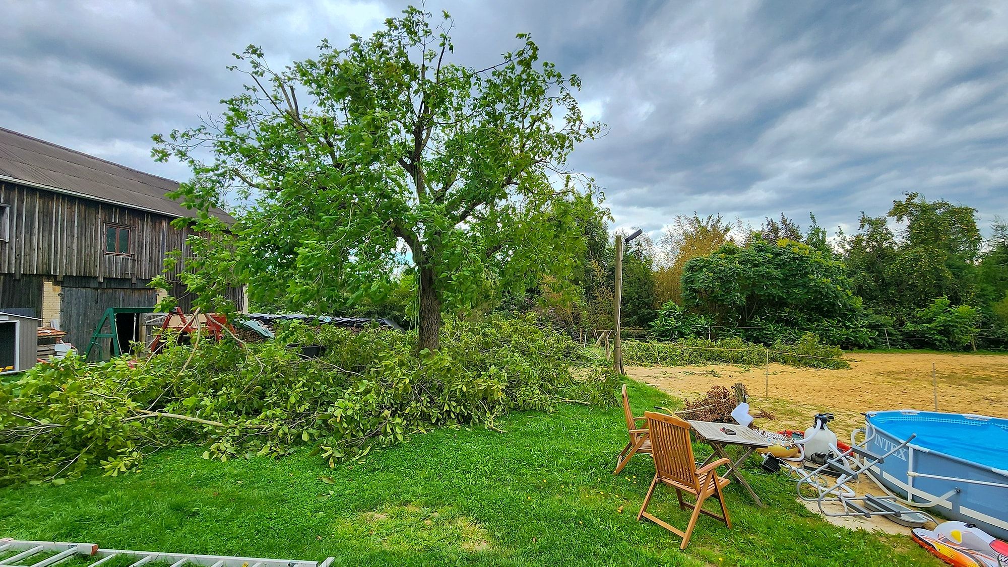 Obstbaum nach dem Kronenrückschnitt, Schnittgut liegt auf der Wiese