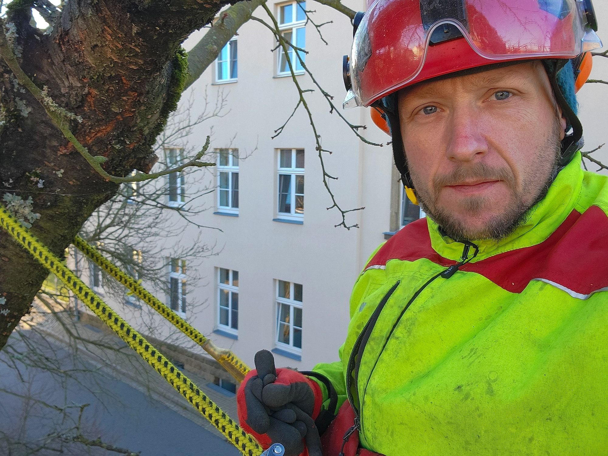 Gerd Winkler am Seil in einer Baumkrone direkt vor einem Wohnhaus